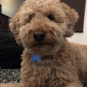 Meet your Posher, Carol